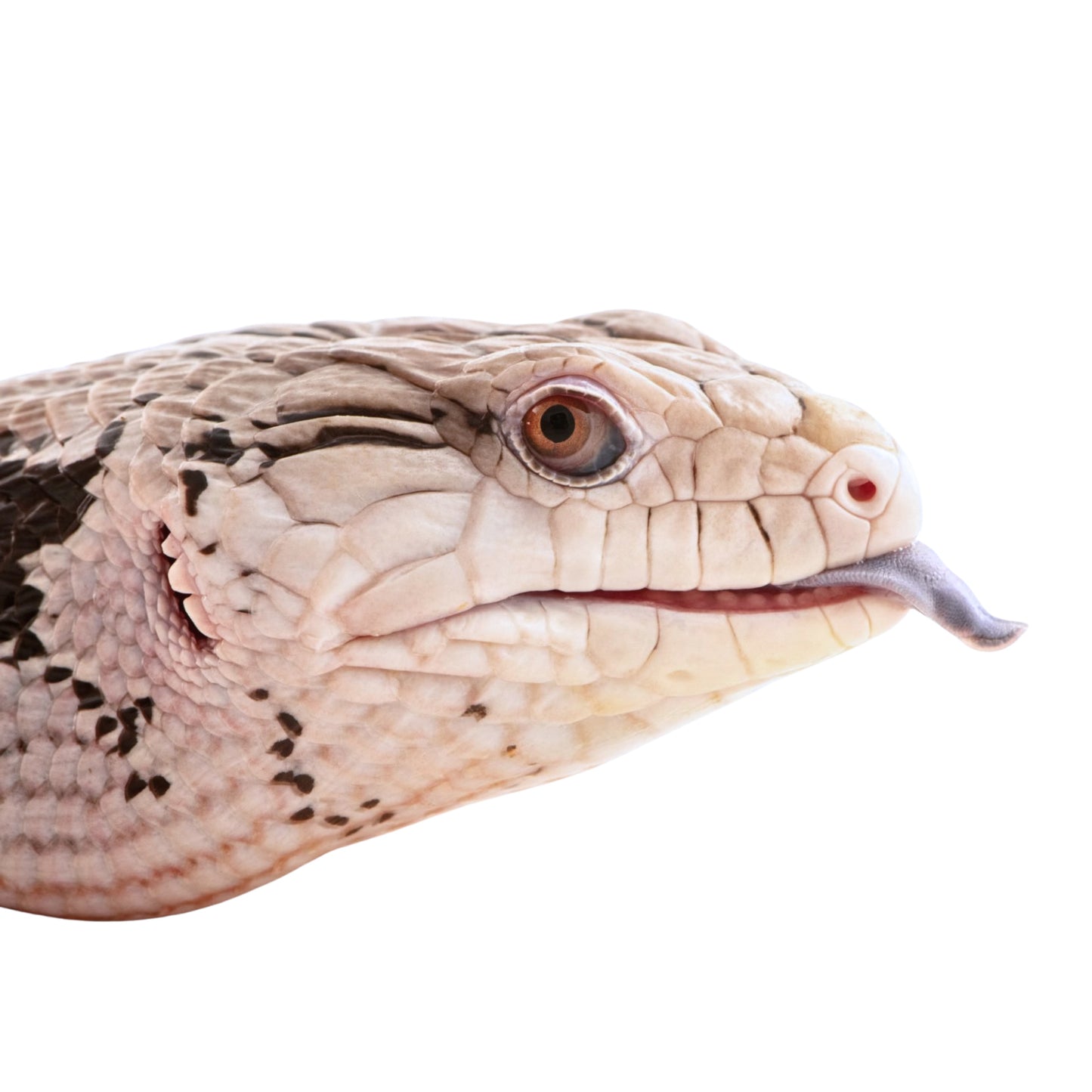 Lagarto de língua azul (Tiliqua gigas halmahera)