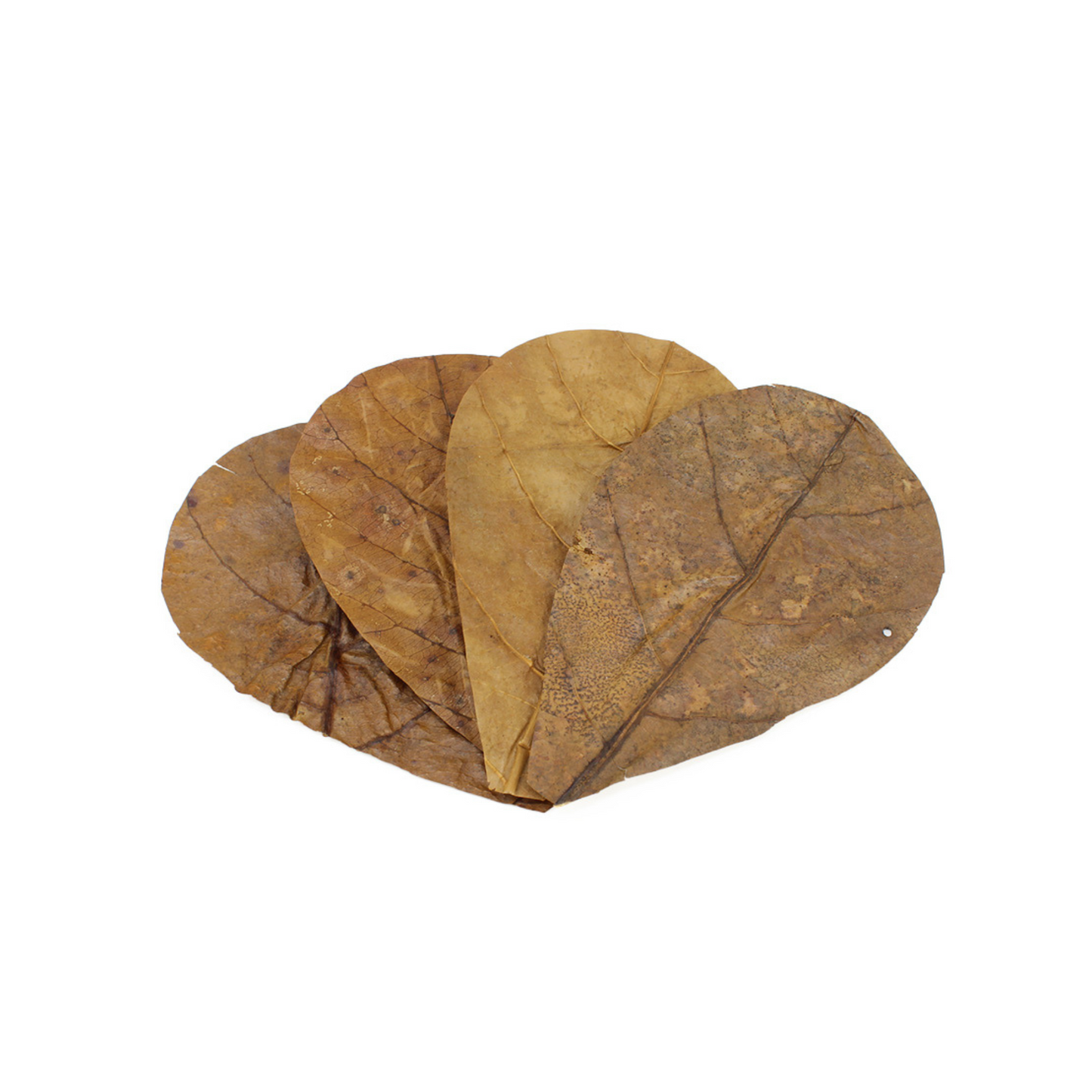 🍂 Folhas de Catappa – Pequenas