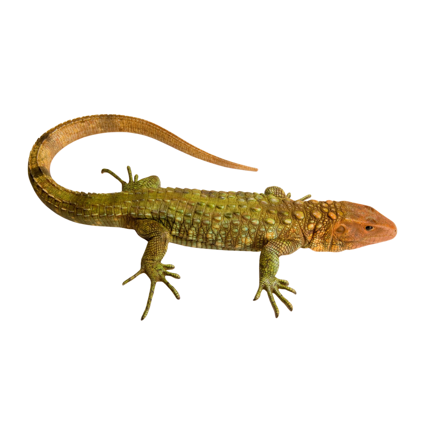Lagarto Caimão (Dracaena guianensis)