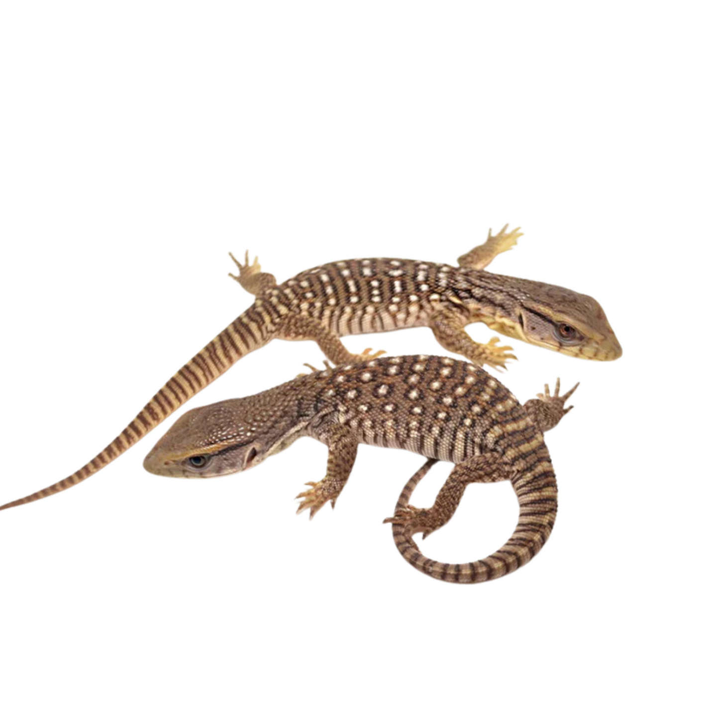 Savannah Monitor (Varanus exanthematicus)