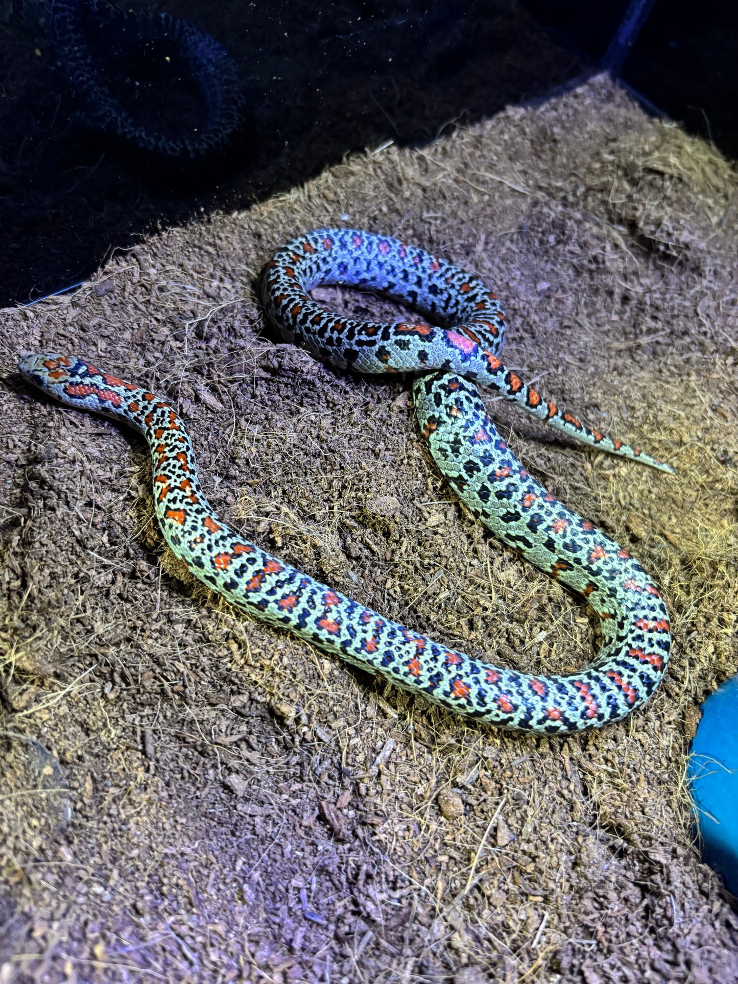 Cobra Rei Mexicana (Granit) Lampropeltis mexicana mexicana