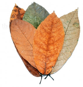 Folhas de Cacau 🍂