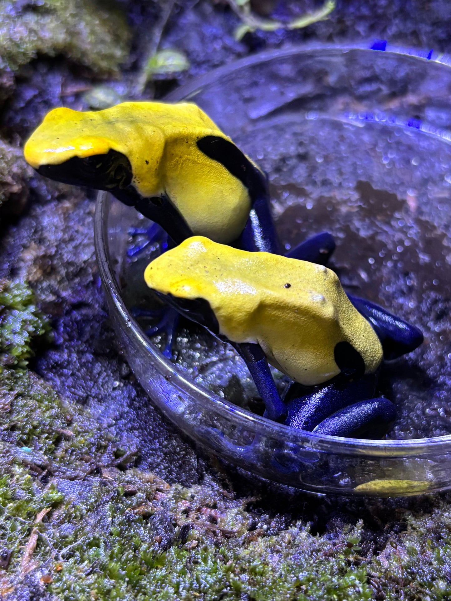 Rã Veneno de Flecha Citronella (Dendrobates tinctorius)