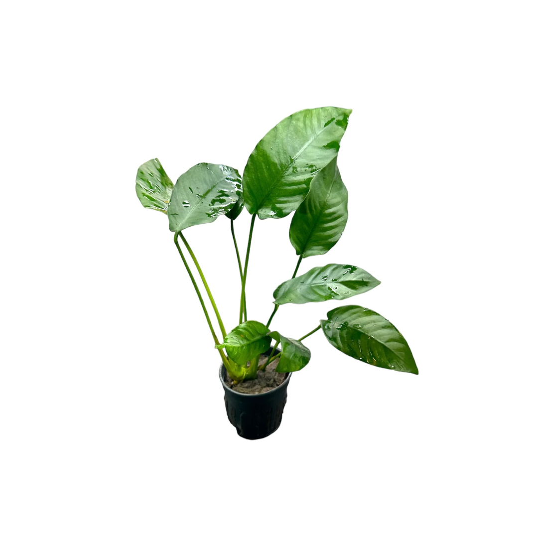 Anubias barteri Striped