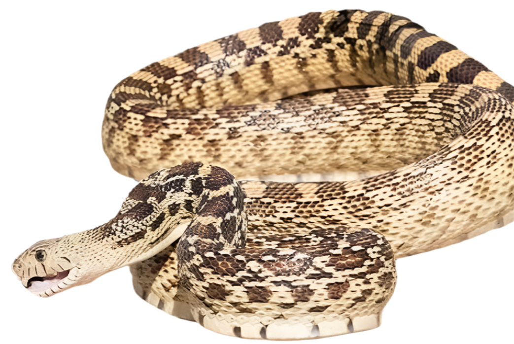 Bullsnake - Pituophis Catenifer Sayi