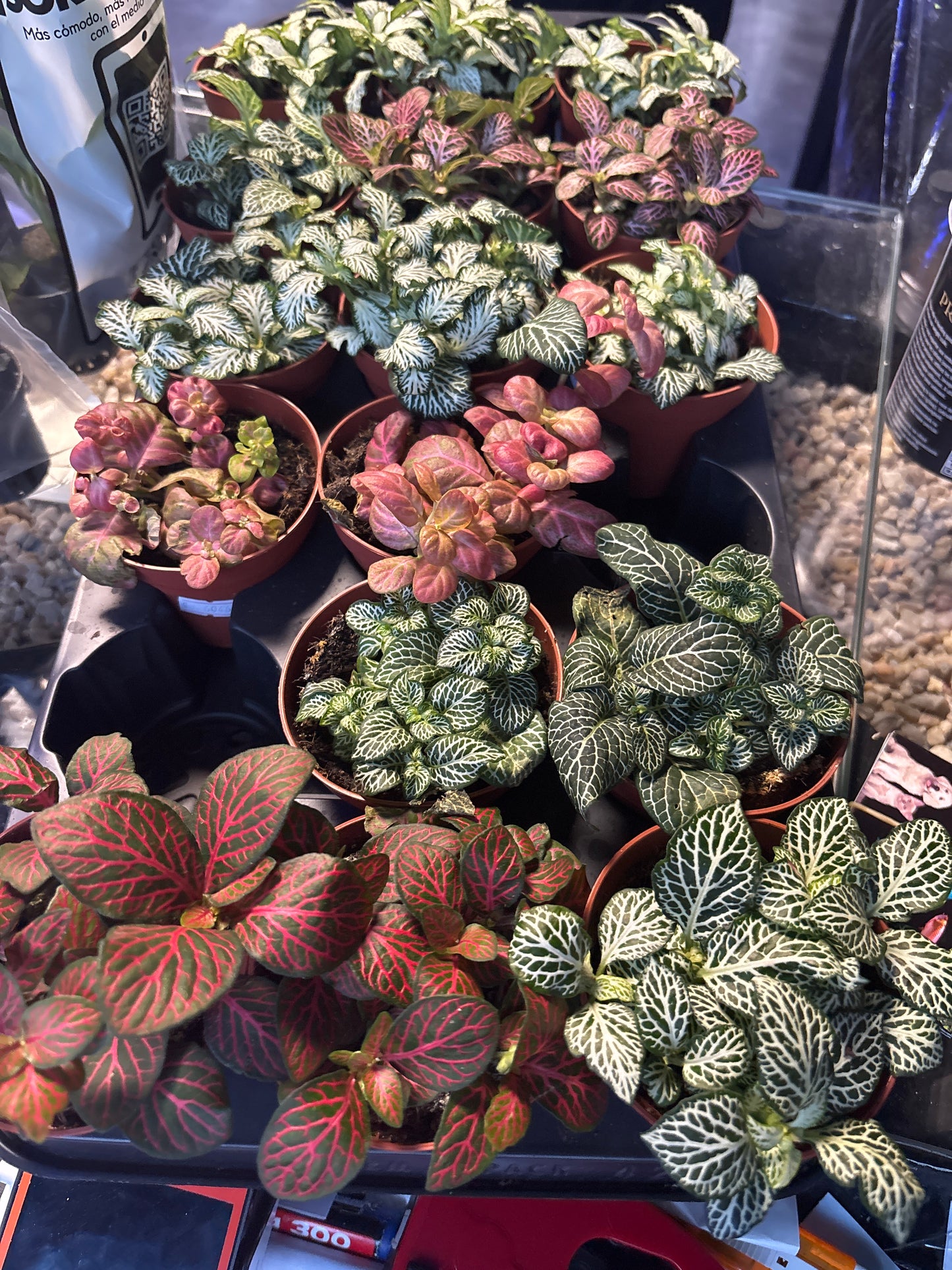 Fittonia mix