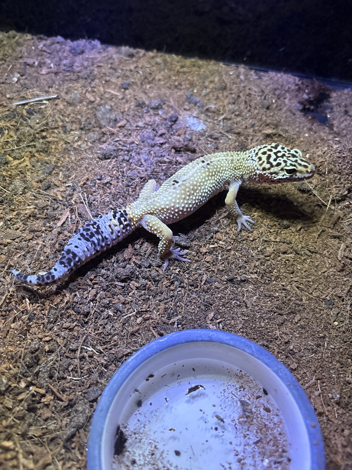 Gecko Leopardo (Tangerine Yellow)