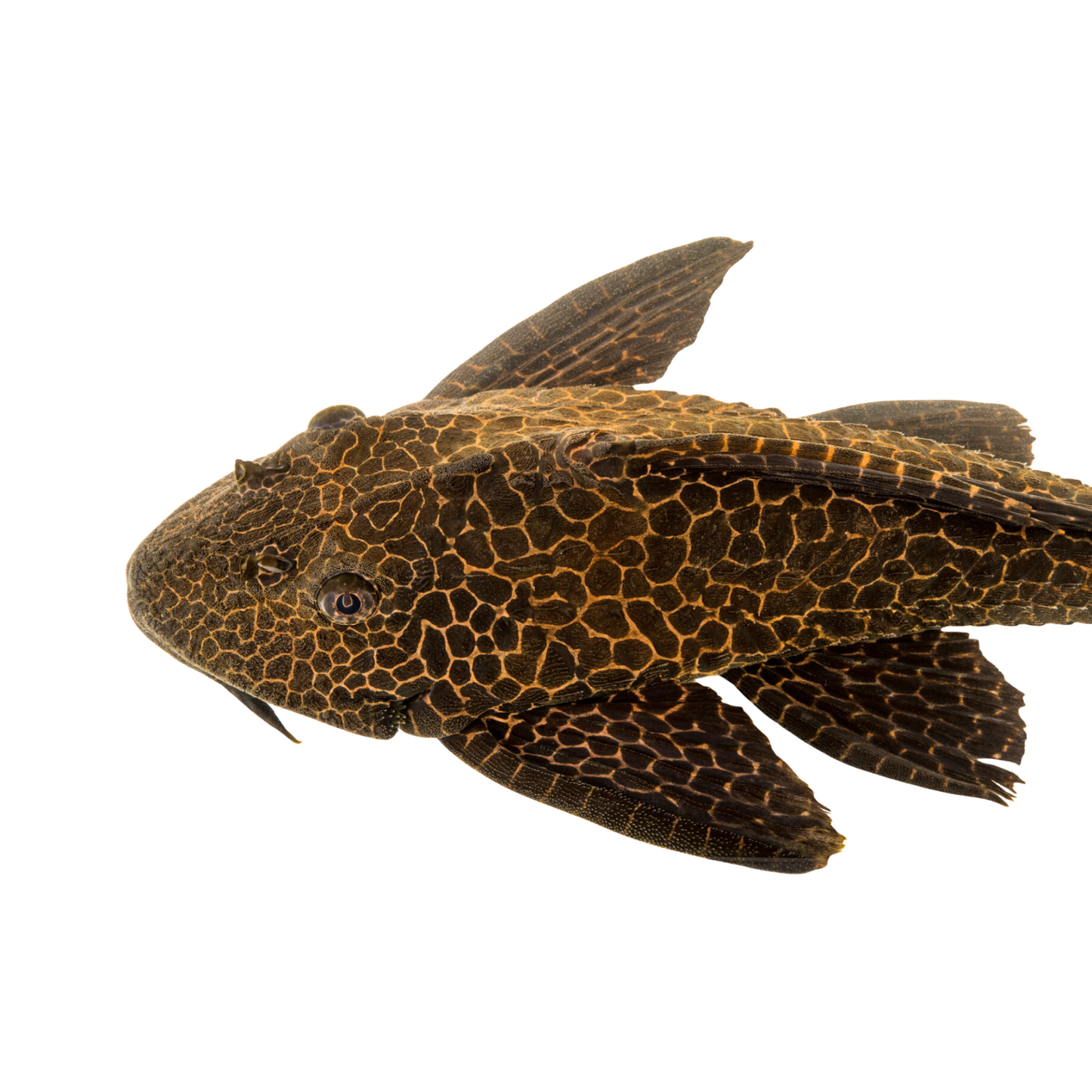 Pleco Abacaxi L23 (Pterygoplichthys pardalis)