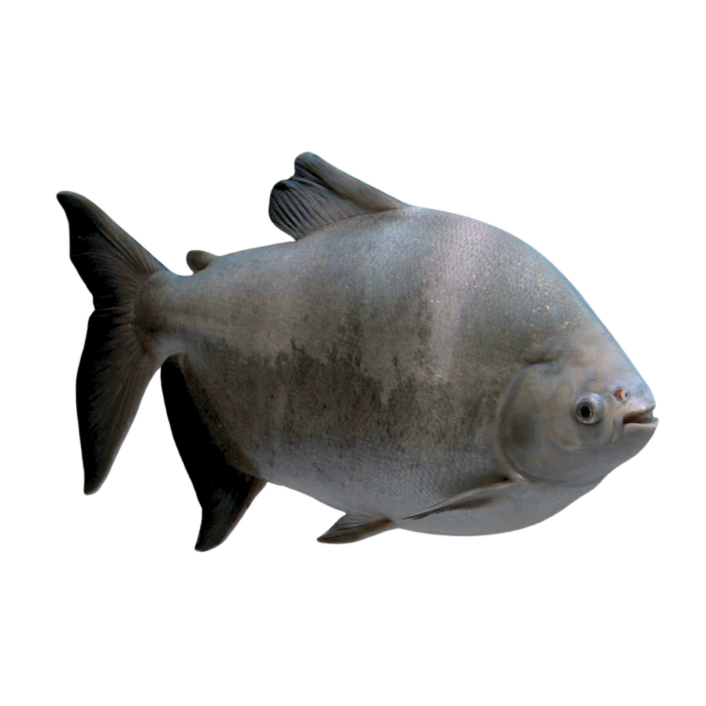 Pacu (Piaractus mesopotamicus)