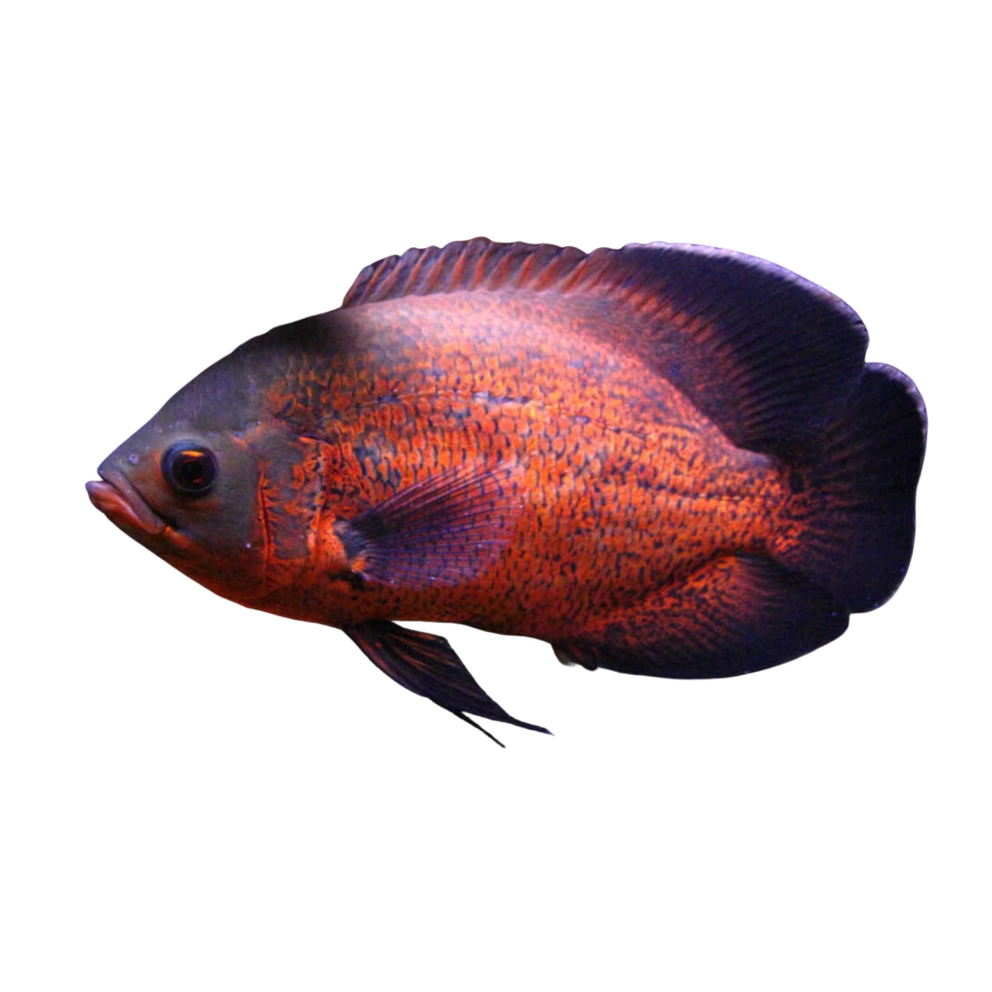Oscar Bronze (L) - Astronotus Ocellatus)