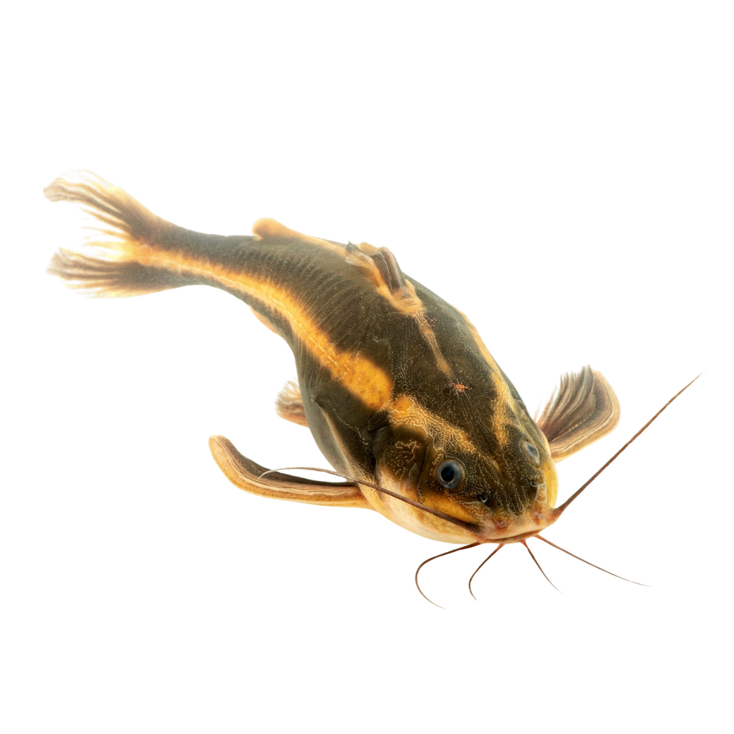 Platydoras armatulus