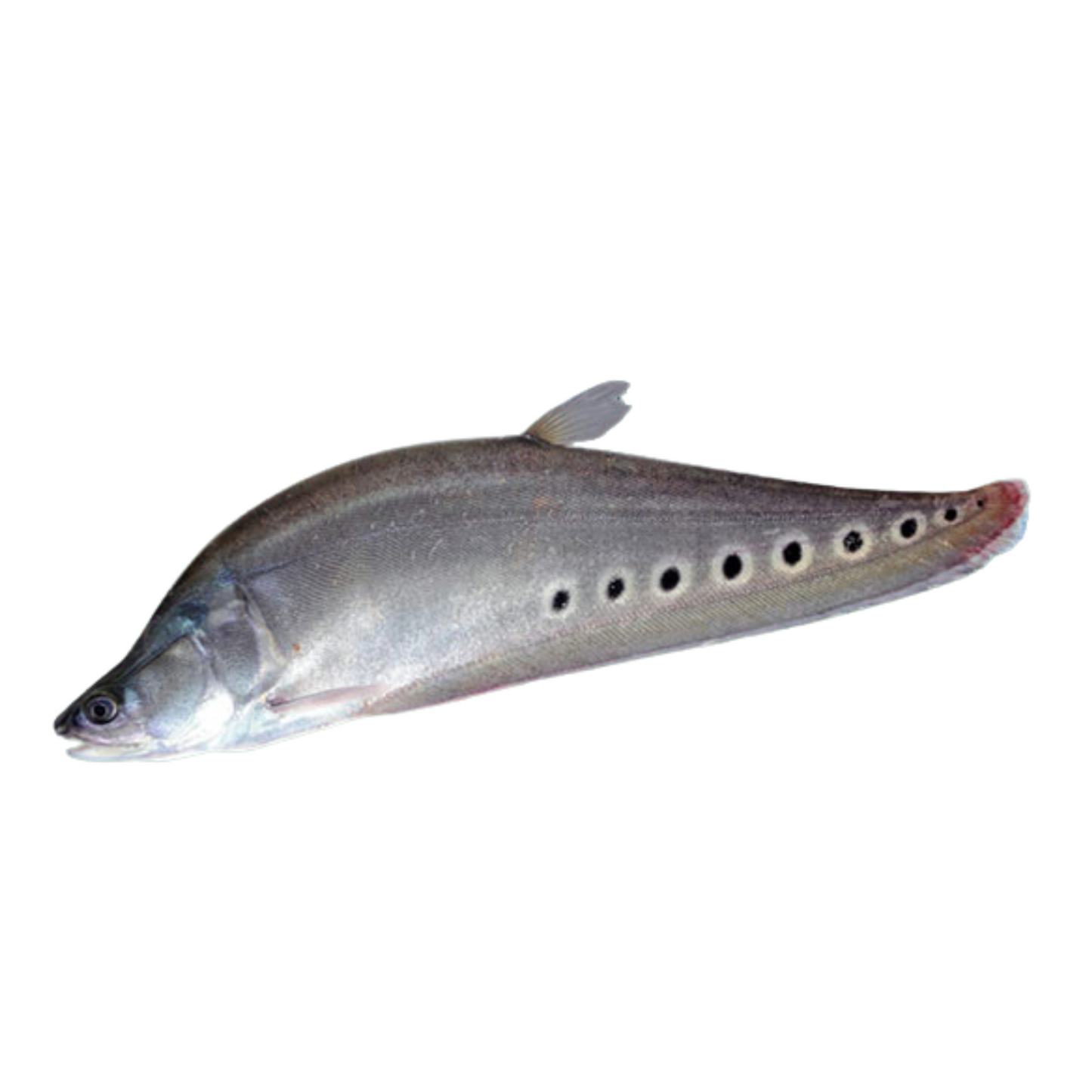 Peixe-Faca-PalhaƧo (Chitala ornata)