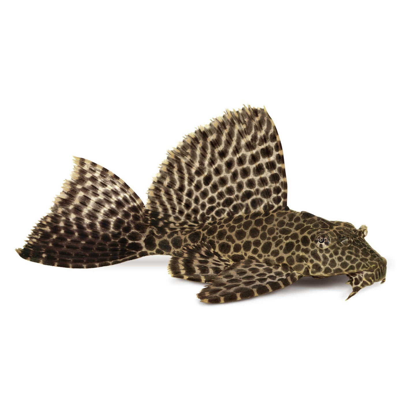 Pleco Gibbiceps L083 (Pterygoplichthys gibbiceps)