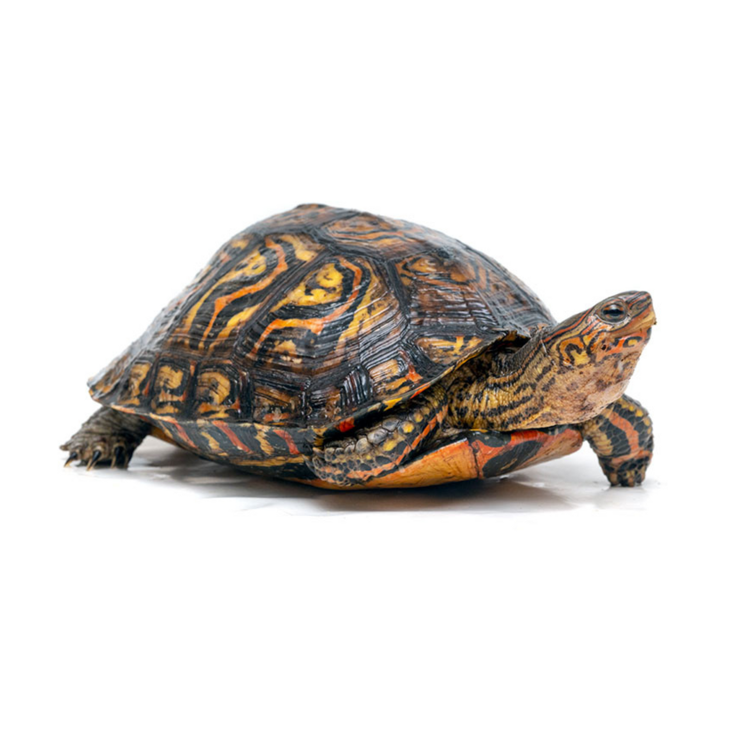 Tartaruga da Floresta (Rhinoclemmys pulcherrima manni)