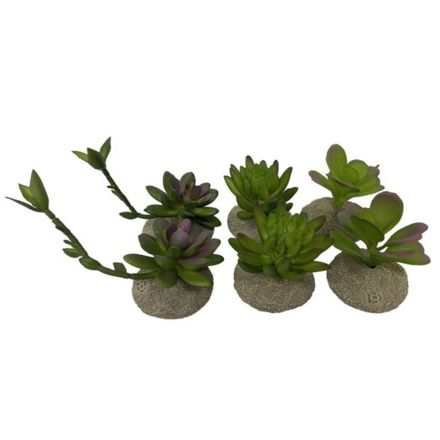 Planta Terrário Succulents 🌵