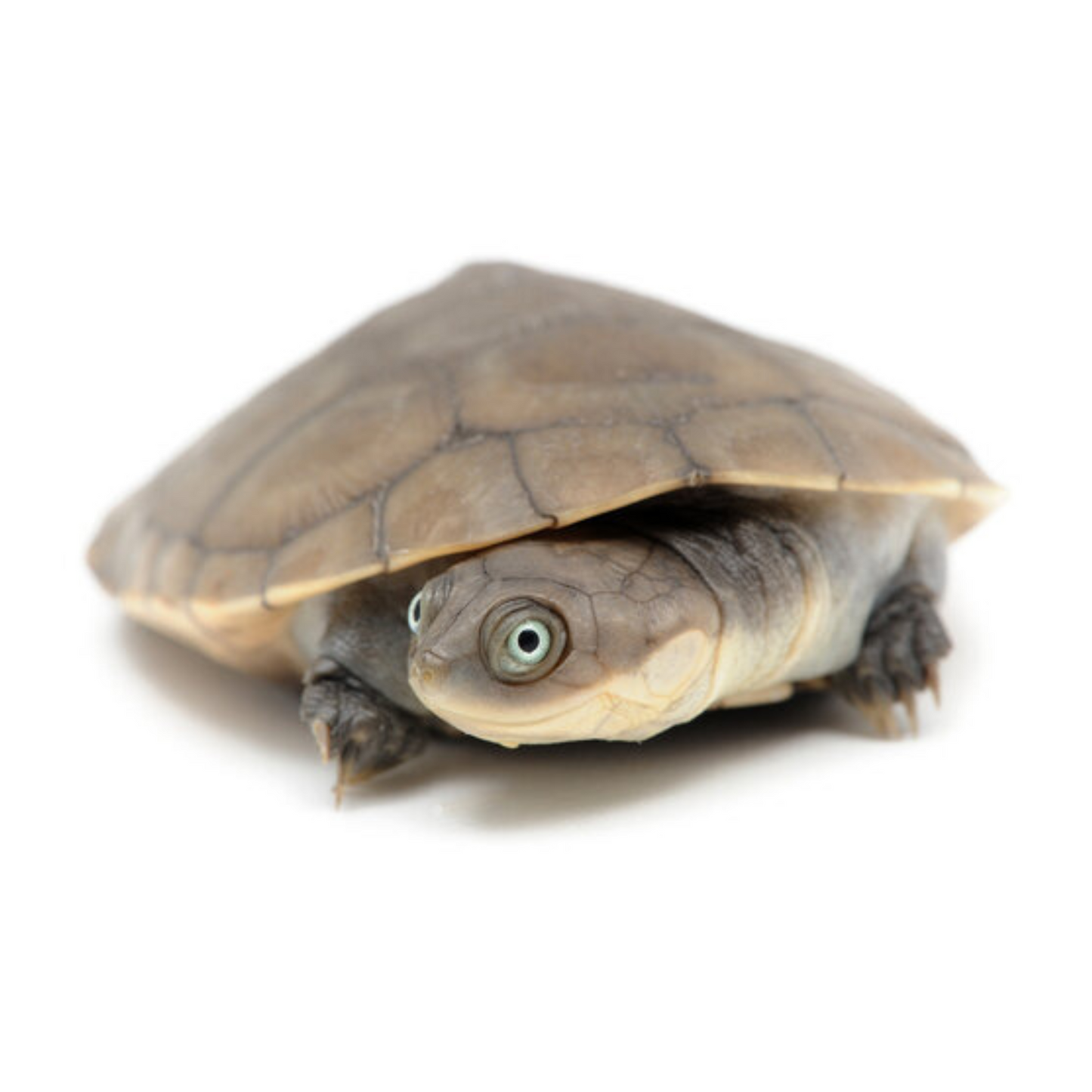 Tartaruga de sorriso africana (Pelomedusa subrufa)