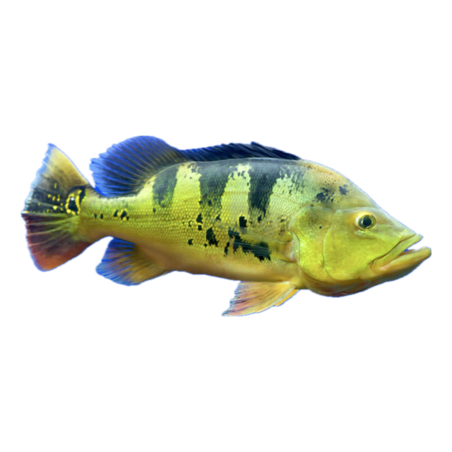Tucunaré (Cichla sp.)