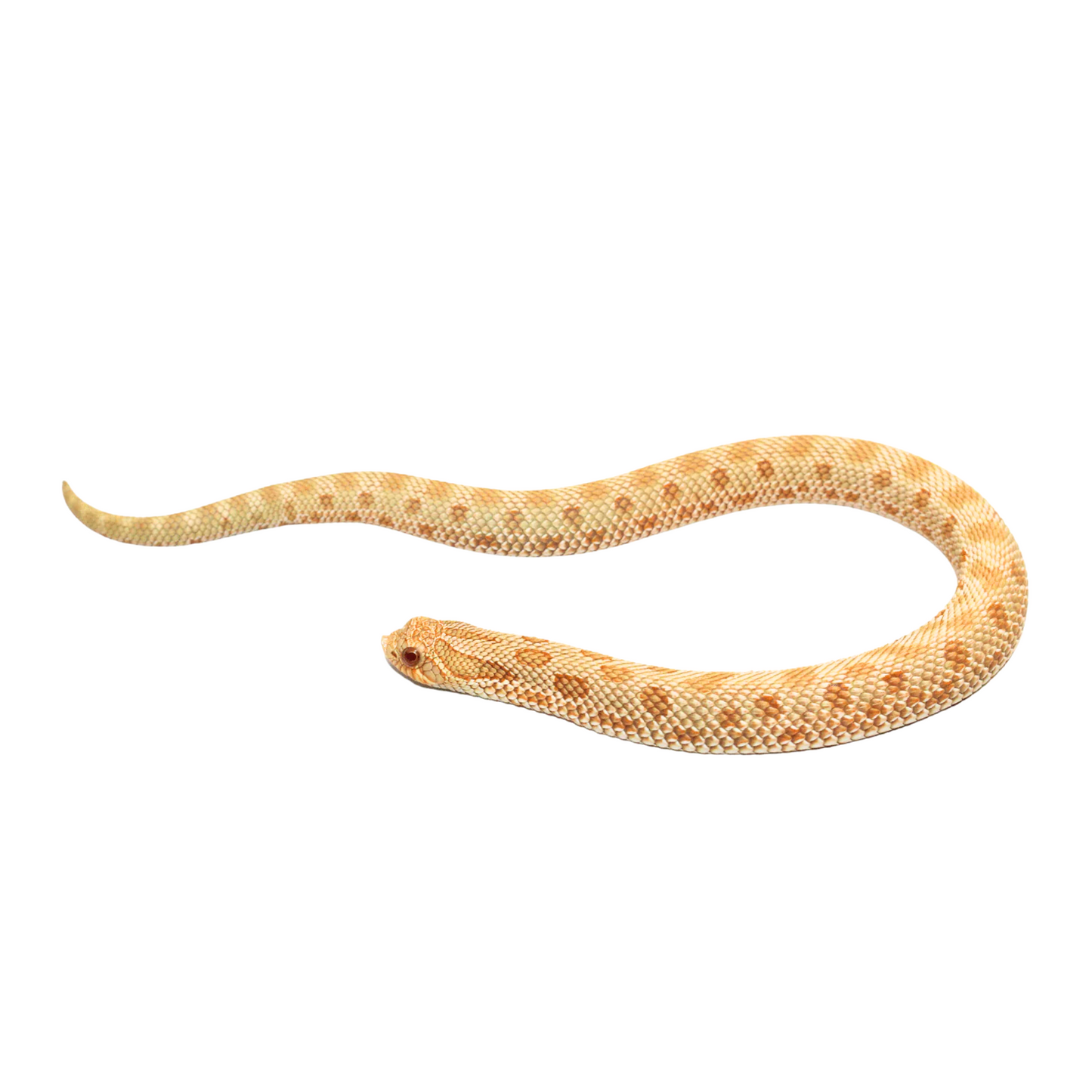 Cobra Hognose Alb. Conda (Heterodon nasicus)