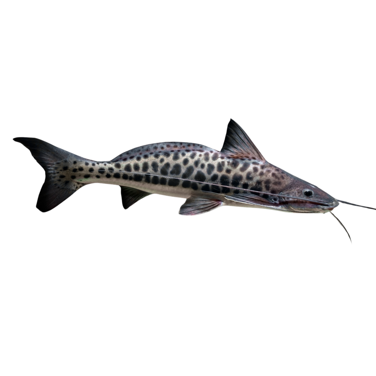 Vulture Catfish (Calophysus macropterus)