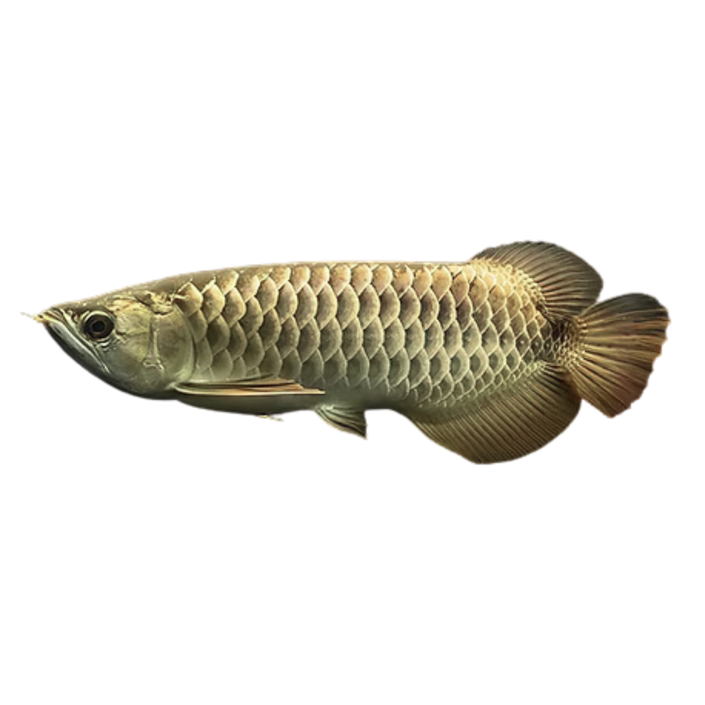 Arowana Highback (Scleropages formosus)