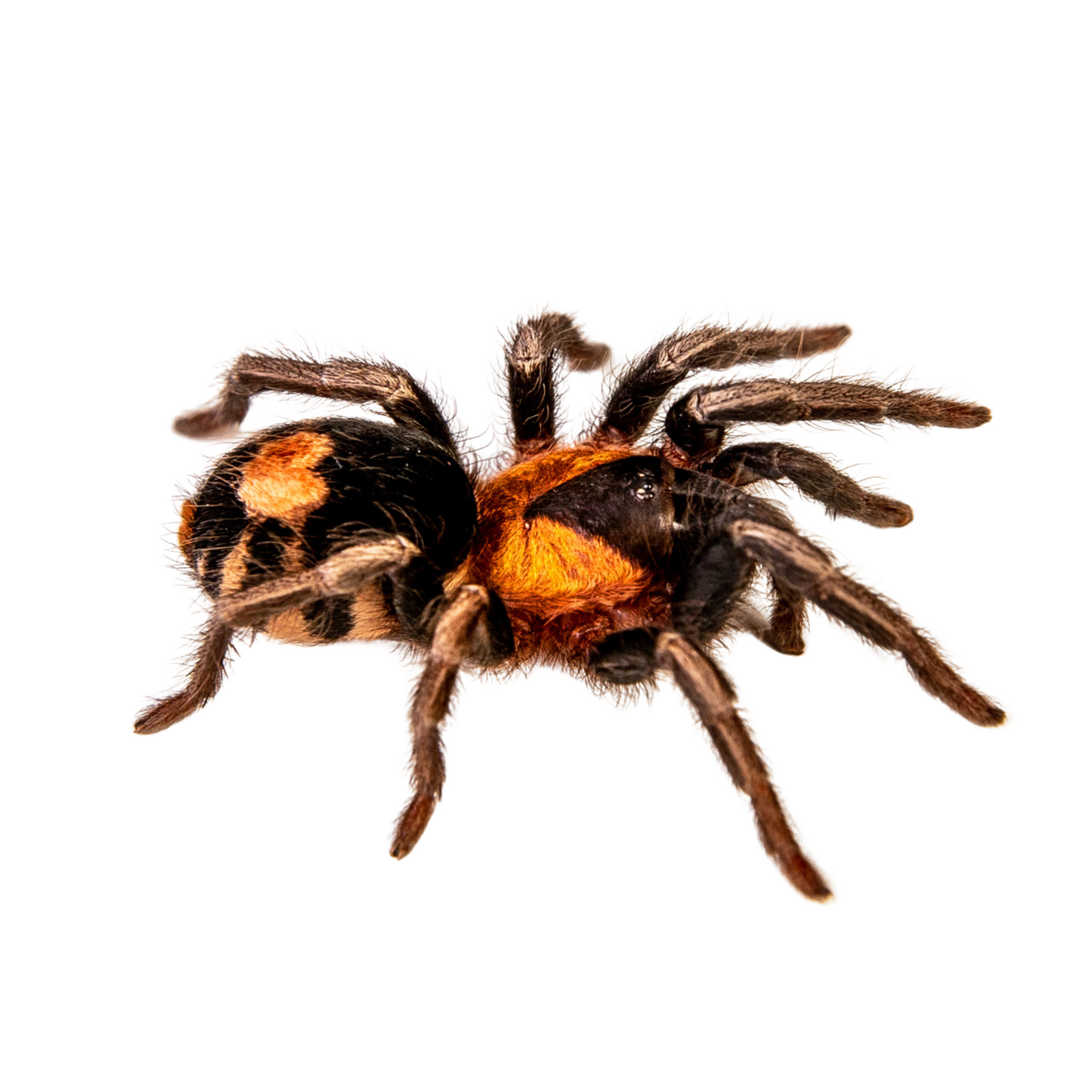 Cyriocosmus elegans