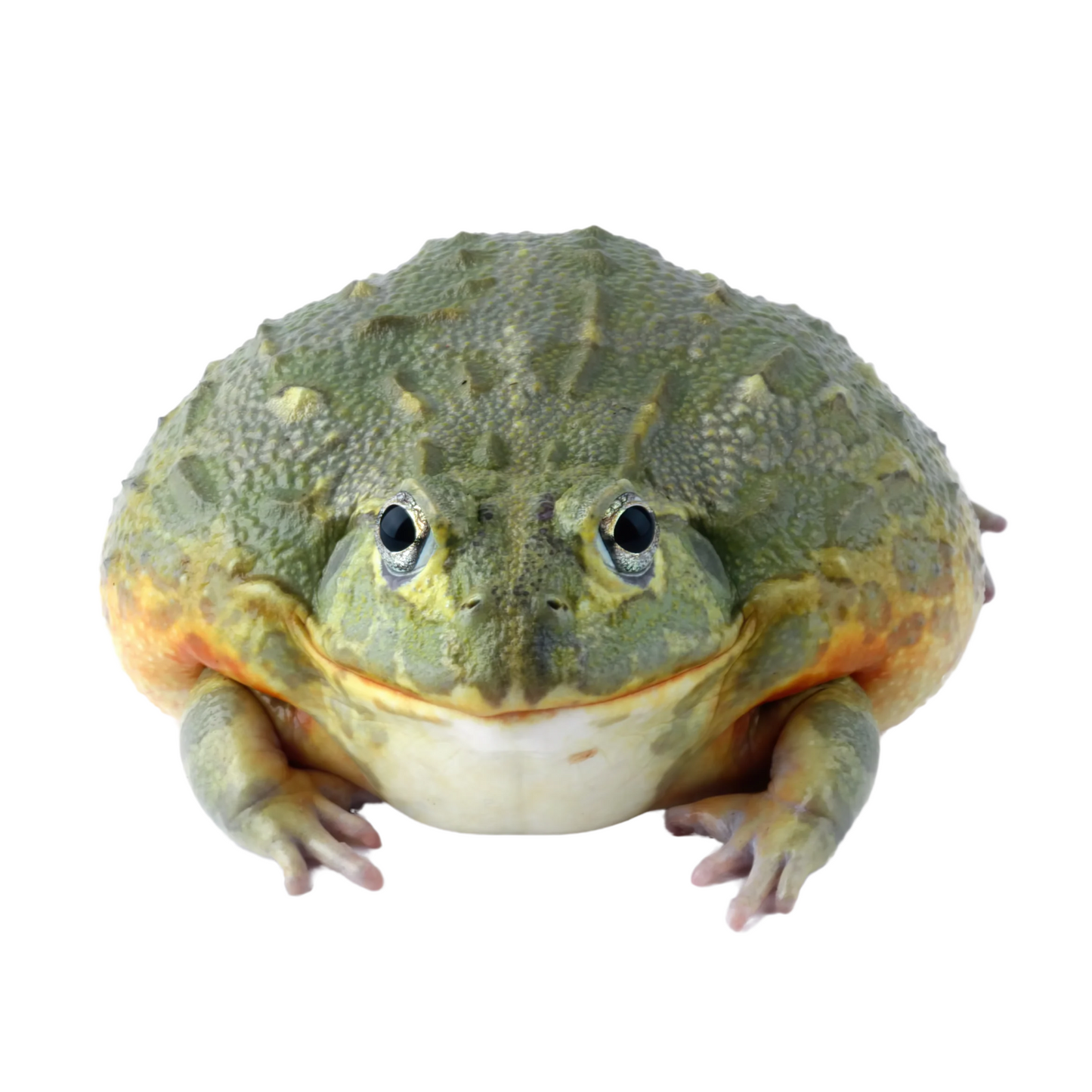Rã-Touro-Africana (Pyxicephalus adspersus)