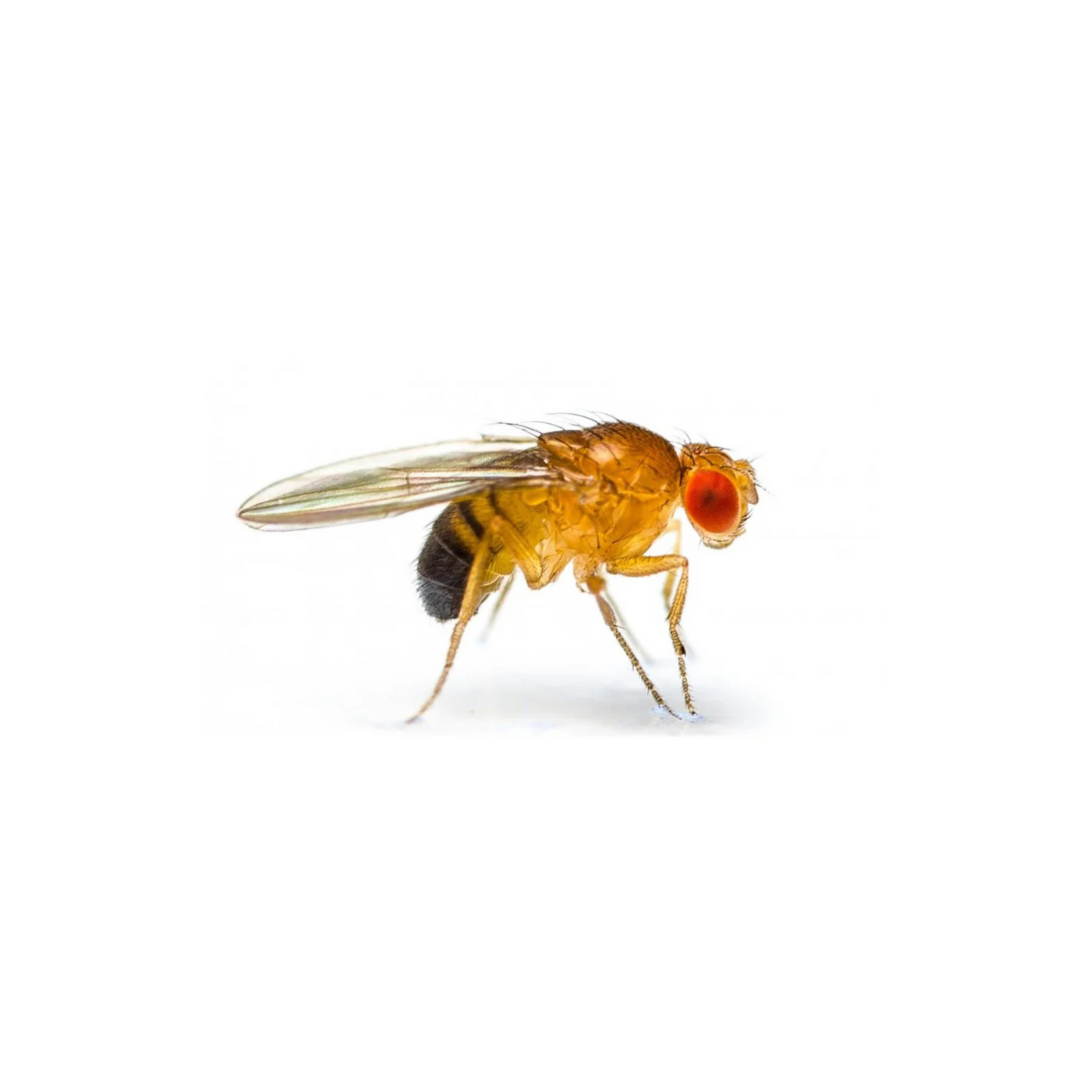 Mosca da Fruta - Copo