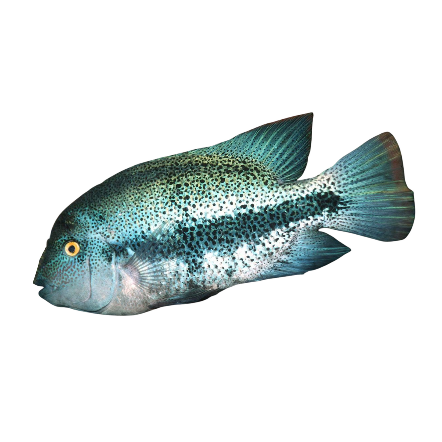 Vieja zonata (Oaxaca Cichlid)