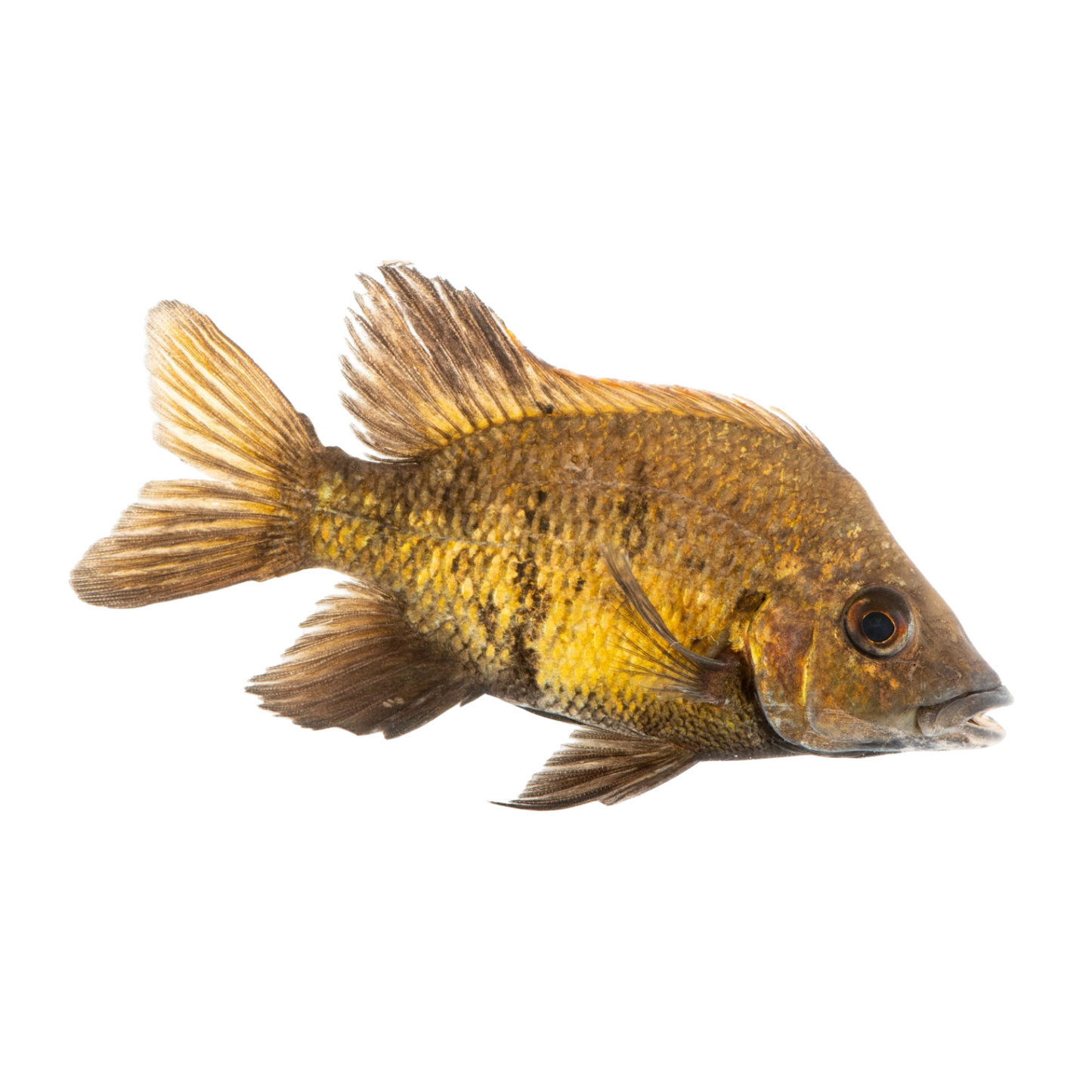 Ptychochromis loisellei