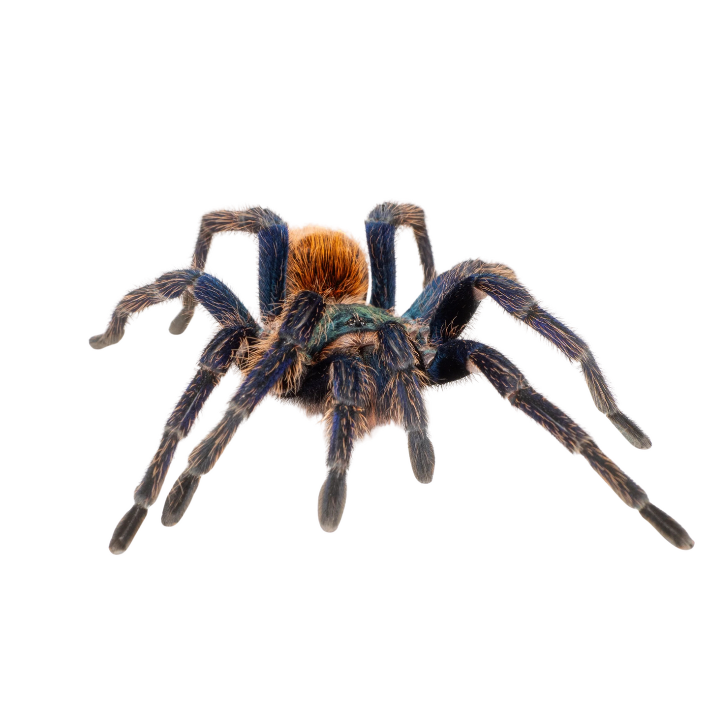 Chromatopelma cyaneopubescens