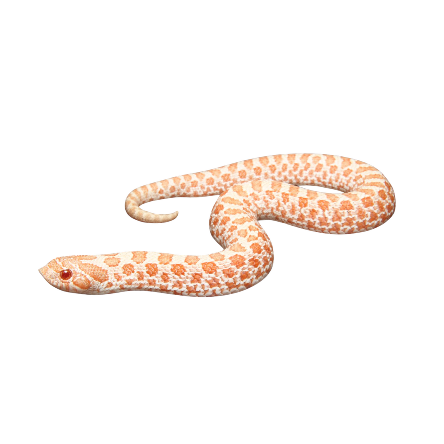 Cobra Hognose Alb. Het Snow (Heterodon nasicus)