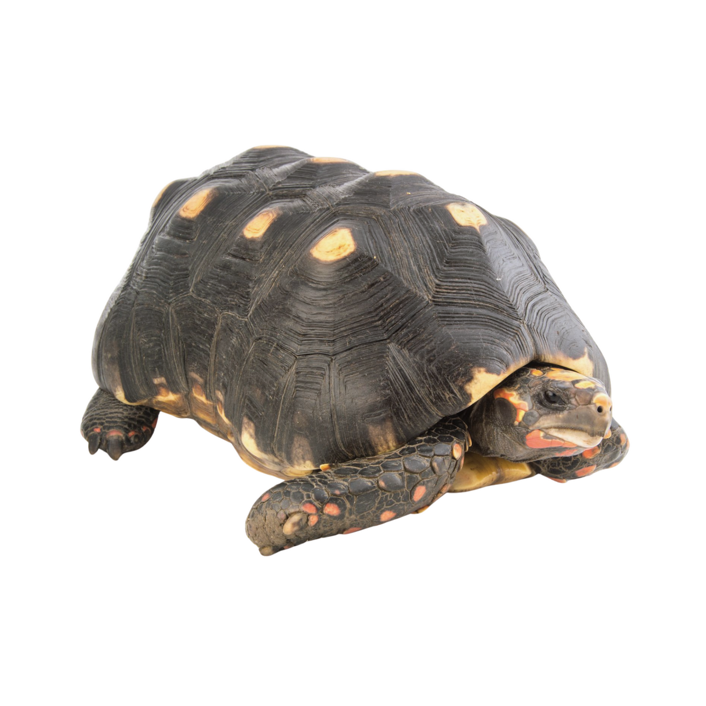 Tartaruga-de-Patas-Vermelhas (Chelonoidis carbonaria)