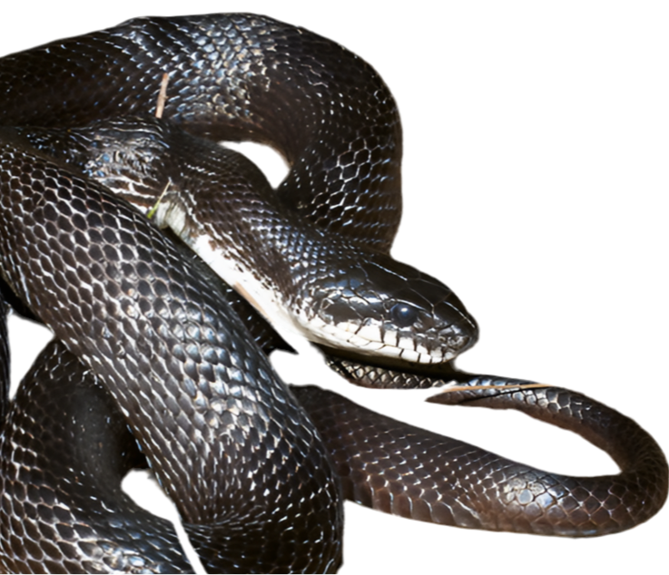 Pantherophis Absoletus