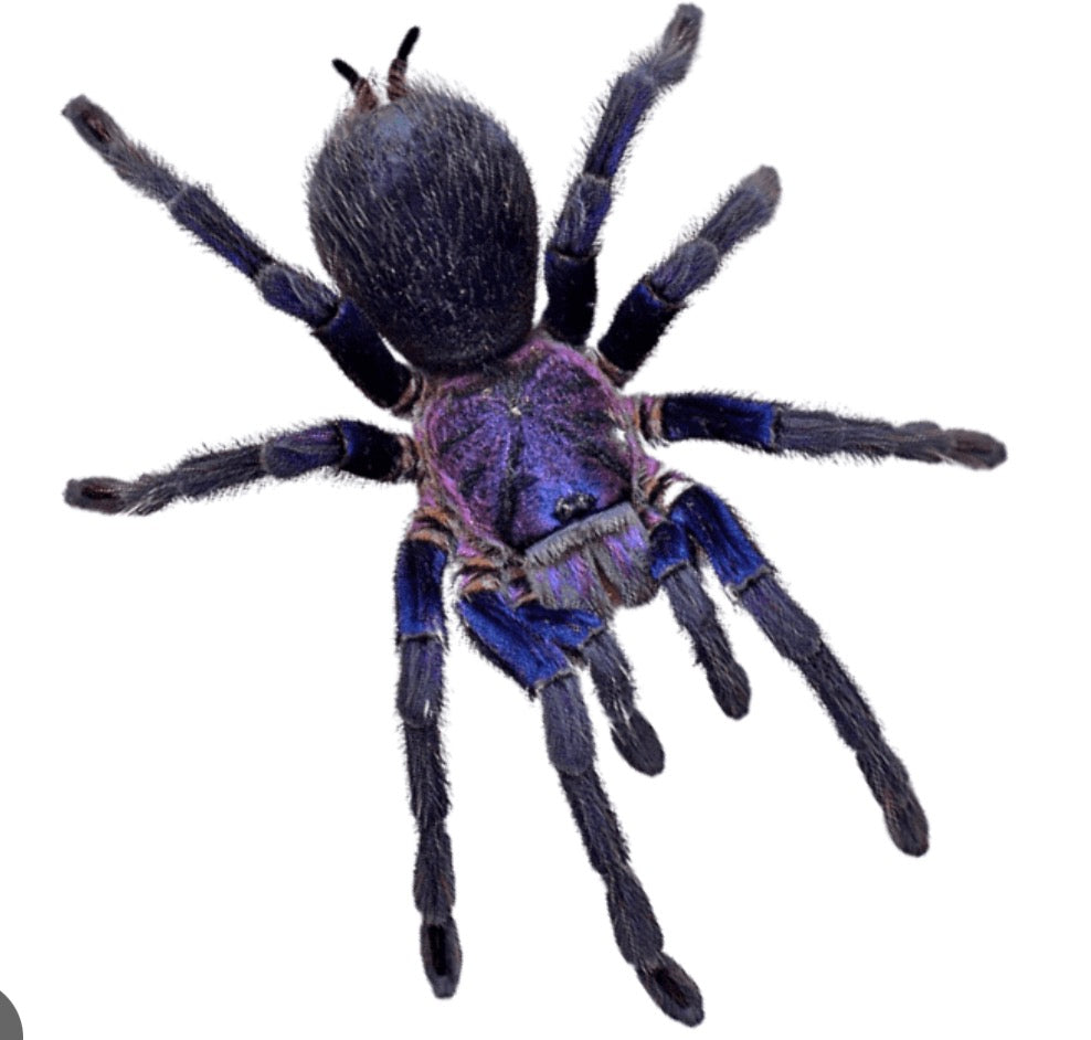 Phormictopus sp dominican purple