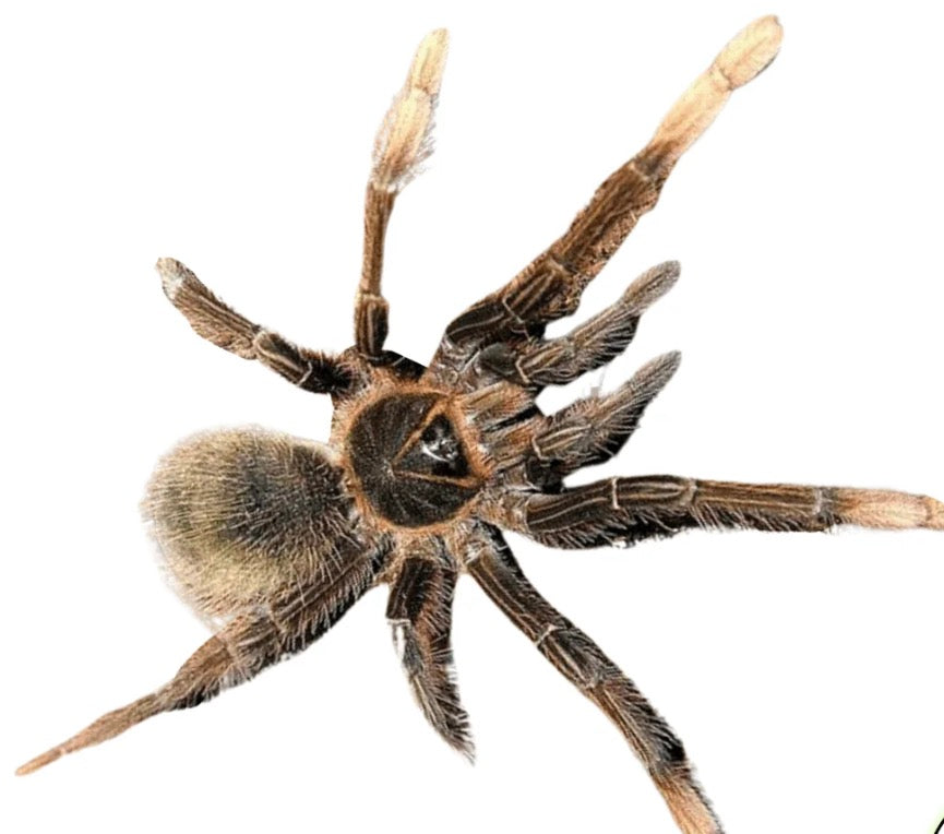 Theraphosa apophysis