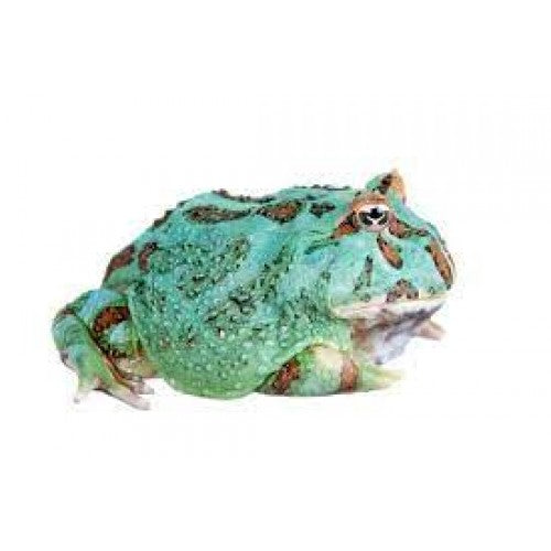 Pacman (Ceratophrys cranwelli) Samurai Blue