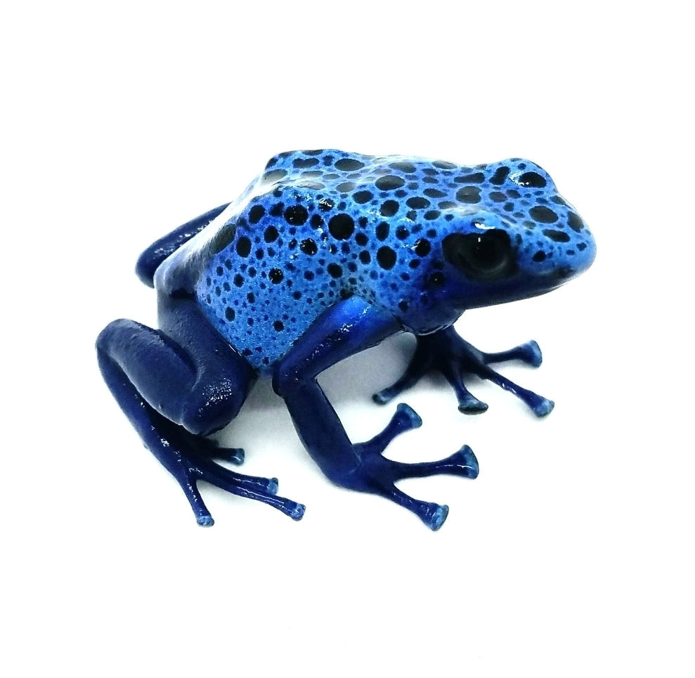 dendrobates tinctorius azureus