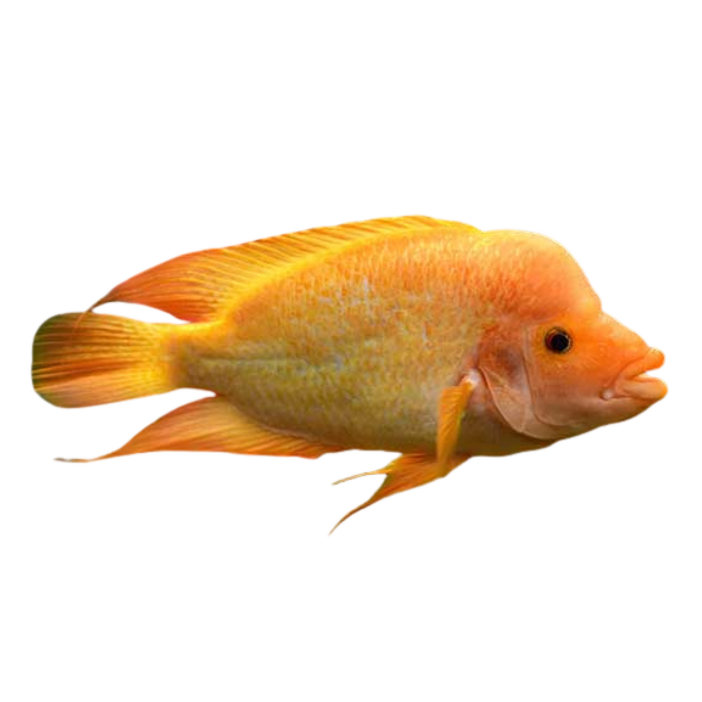 Labiatum comum / Red Devil (Amphilophus labiatus)