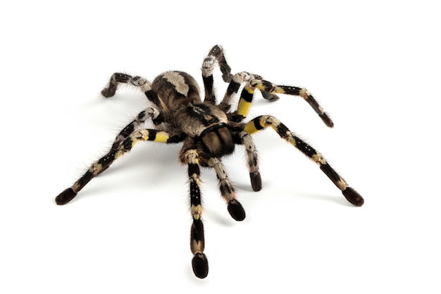 Poecilotheria regalis