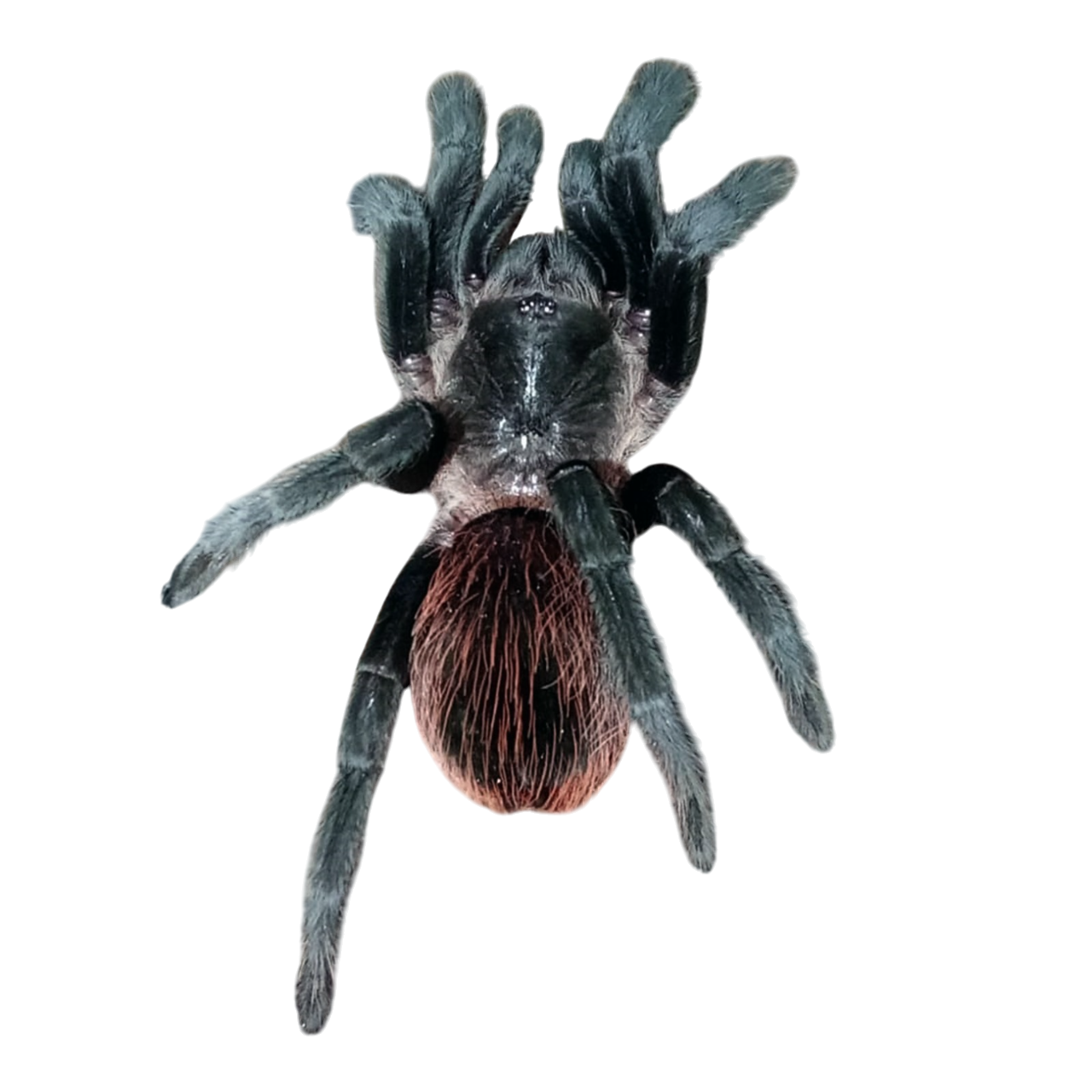 Tliltocatl vagans (M)