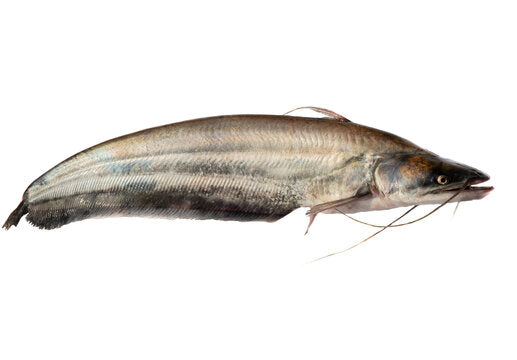 WALLAGO LEERI