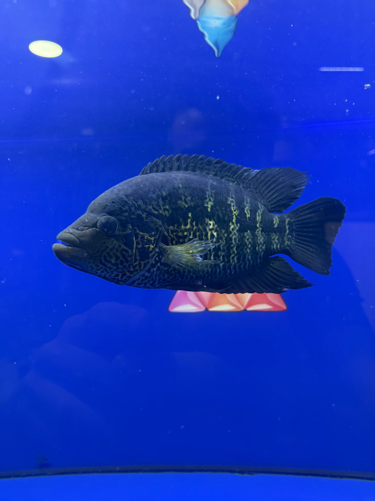 Dojo - Parachromis Multifasciatus