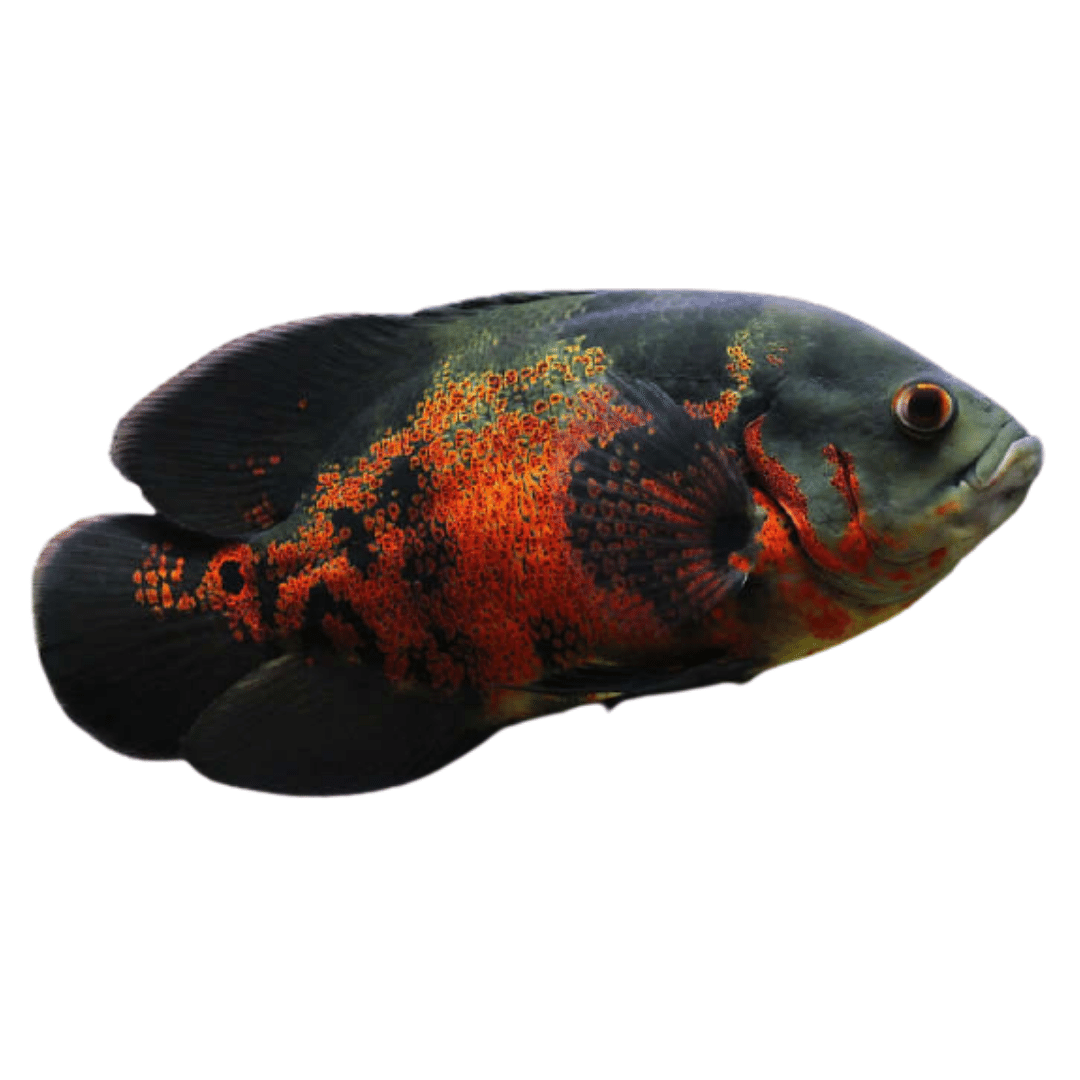 Oscar Tigre Vermelho (Astronotus Ocellatus) XXS