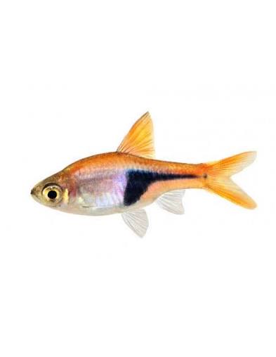 Rasbora Arlequim (Trigonostigma heteromorpha)