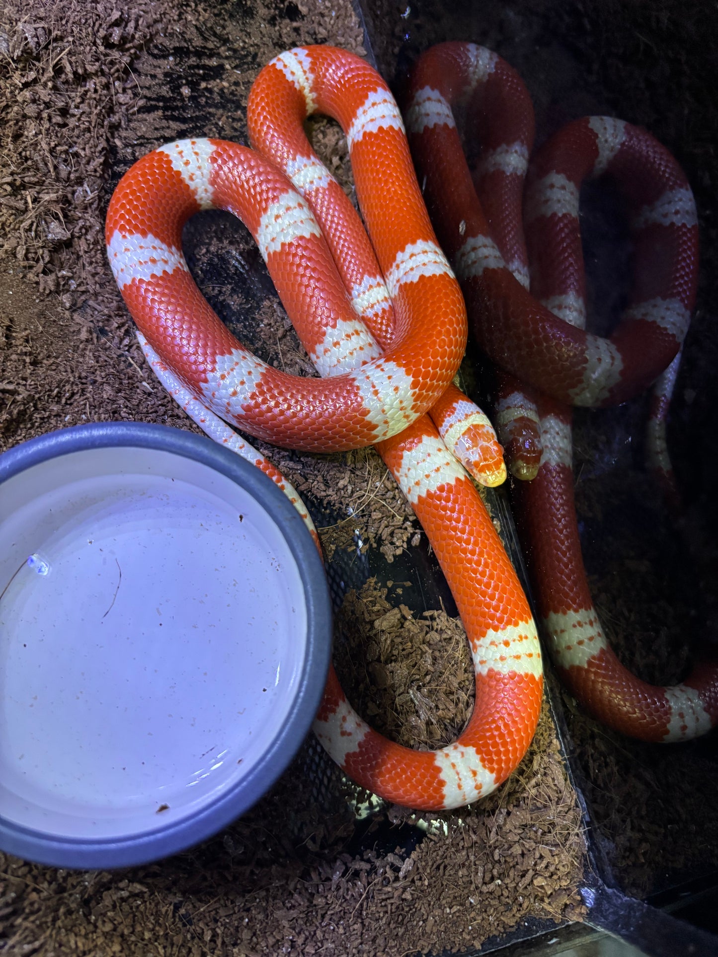 Cobra do Leite de Nelson (Lampropeltis triangulum nelsoni) Albina het Lemon Aberrante