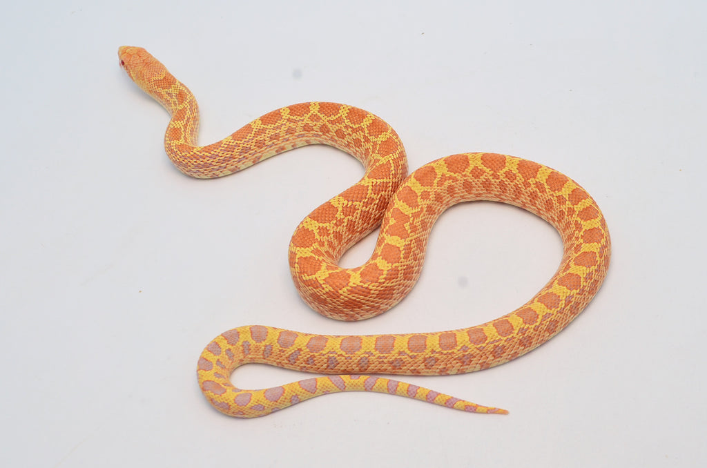 BULLSNAKE Albino