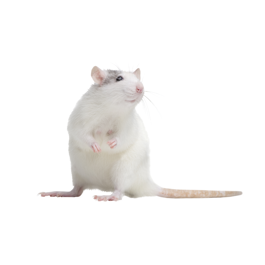 Rato primeiro pêlo (3-4g)