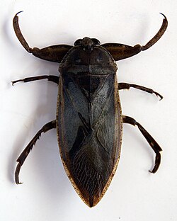 Lethocerus Africanus - Barata Água Gigante Africana