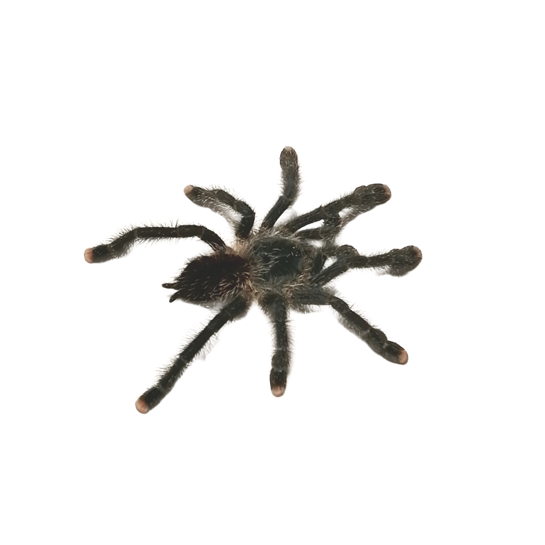 Avicularia spec. Blue moon