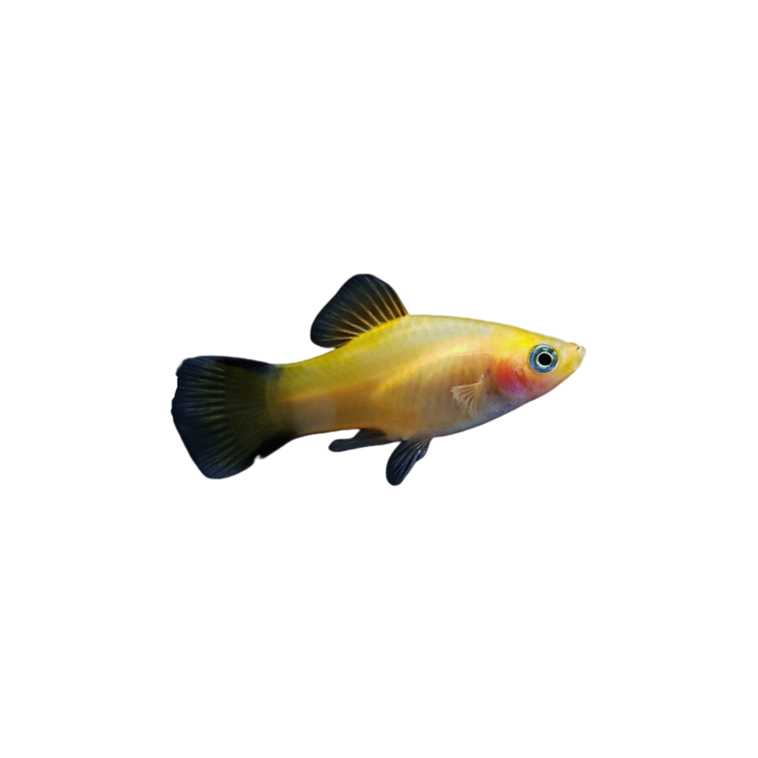 Platy Piolin 3-3.5 CM